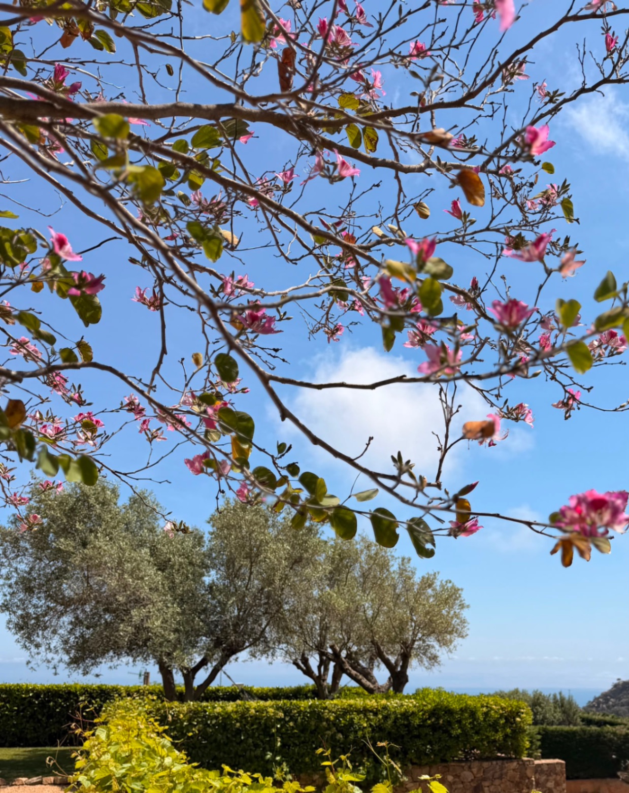 Roze bloesem boven olijfbomen en zee
